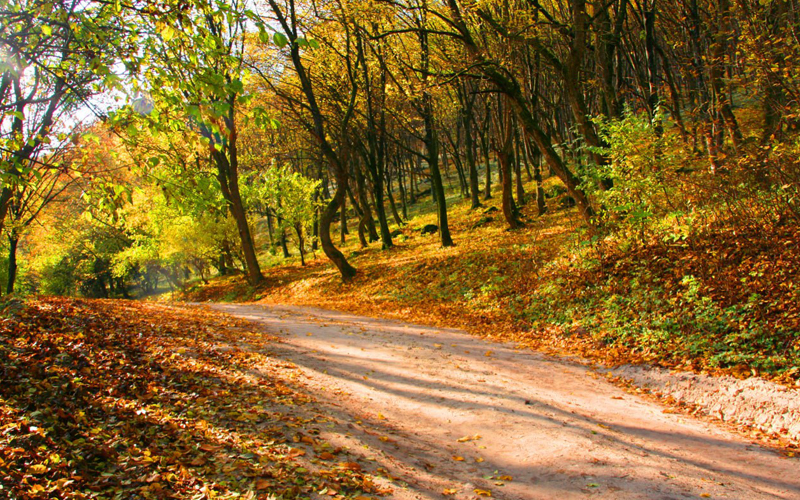 Дорога скрізь осінній ліс